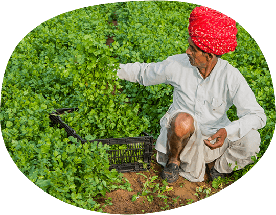 state-of-the-art greenhouses