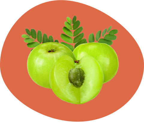 Amla (Indian Gooseberry)